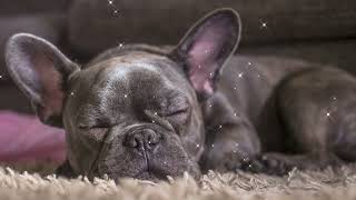10 HOURS of Deep Separation Anxiety Music for Dog Relaxation - Entertainment Video for Your Pup!