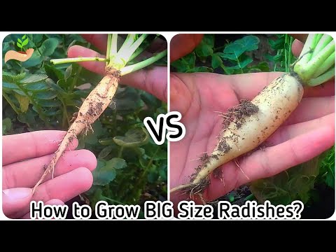 Vídeo: Razões pelas quais os rabanetes não crescem bulbos - Por que minhas plantas de rabanete crescem apenas no topo