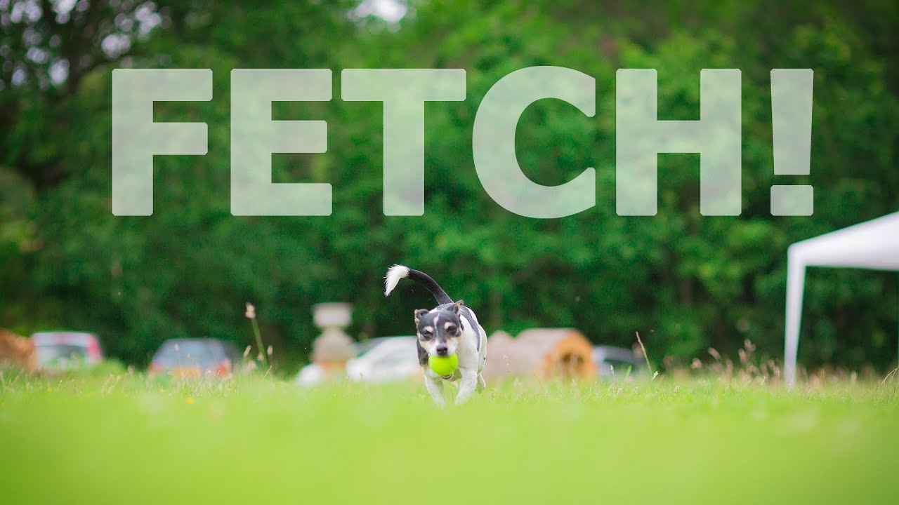 Hambledon House Dog playing fetch.