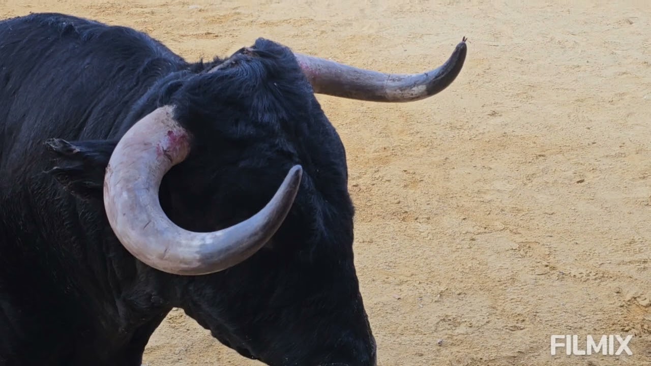 VALL D' ALBA  ( CS ) 30-8-2024 TORO CERRIL DE FRANCISCO GALACHE