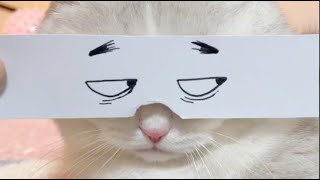 32 Funny Cats 20240511 #funny #cat #funnyvideo #cute #pets