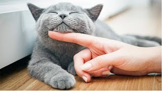 The Most Patient Funny Cats Compilation - Funny Cat Videos