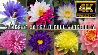 Names of 20 Beautifull water lily #srilanka #waterlily #flowersname #english #flowers #nature