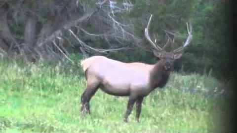 Archery Mule Deer Hunt - Utah 2011 Day 1, "A Dream Come True"