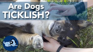 Are Dogs Ticklish