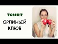 Томат &quot;Орлиный клюв&quot;. Сладкий, мясистый, вкусный! Но с особенностями.