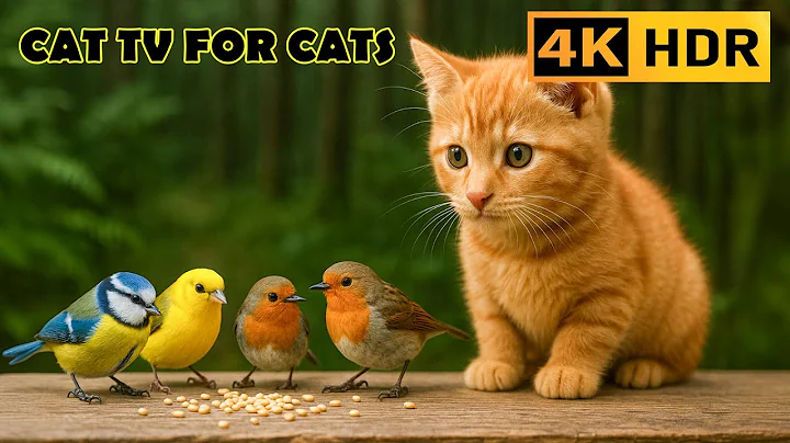 Video 11470551: forest 4k, cat