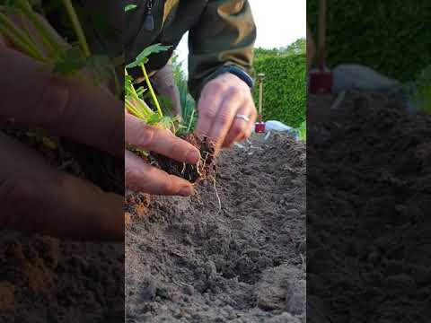 Video: Funktioner Af Landbrugsteknologi Af Forskellige Typer Selleri Og Brugen Af afgrøden Til Madlavning