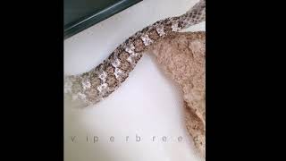 Spidertail horned viper shedding skin off the tail Pseudocerastes urarachnoides