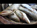 Fishing ✅| Fish catching | Machli Pakadne Ka Tarika | Machhali |