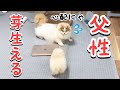 子犬に父性が爆発する猫が健気すぎた!【成長記録12】