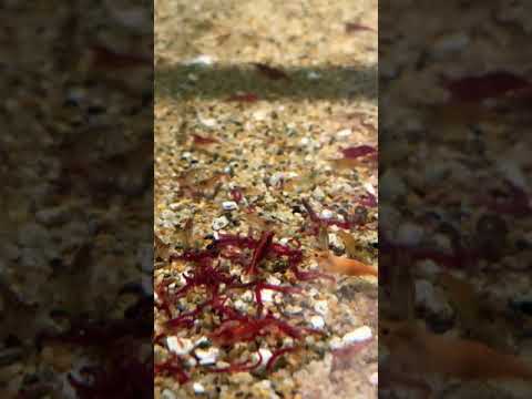 Video: Zullen garnalen bloedwormen eten?