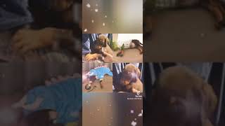 Meet Jungkooks Pets.. Gureum And Bam...