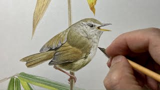 【ウグイスを描く】Paint Japanese bush warbler / Time lapse 51