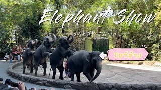 Natcha! ไปดูโชว์ช้าง ( Elephants Show) ที่ Safari world กันเถอะ