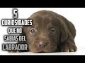 Top 5 Curiosidades que No Sabias del Perro Labrador