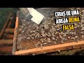 ¿Qué Sucede Cuando una Obrera se Hace Pasar por la Abeja Reina? 🐝