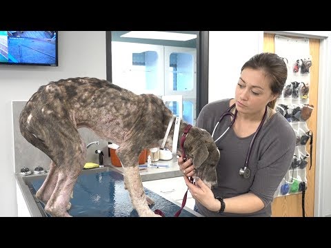 Skin and Bones... and Parasites UNCENSORED - Skin and Bones... and Parasites UNCENSORED