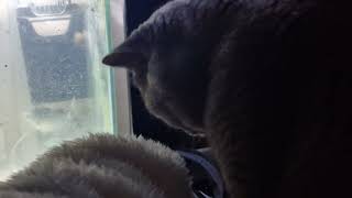 My CAT Meets Tropical Fish for the first time by Mochi The Boy 56 views 1 month ago 1 minute, 32 seconds