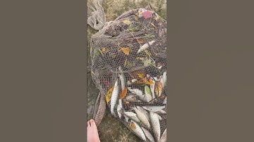 Trải Nghiệm Xả Nước Vuông Tôm Cà Mau