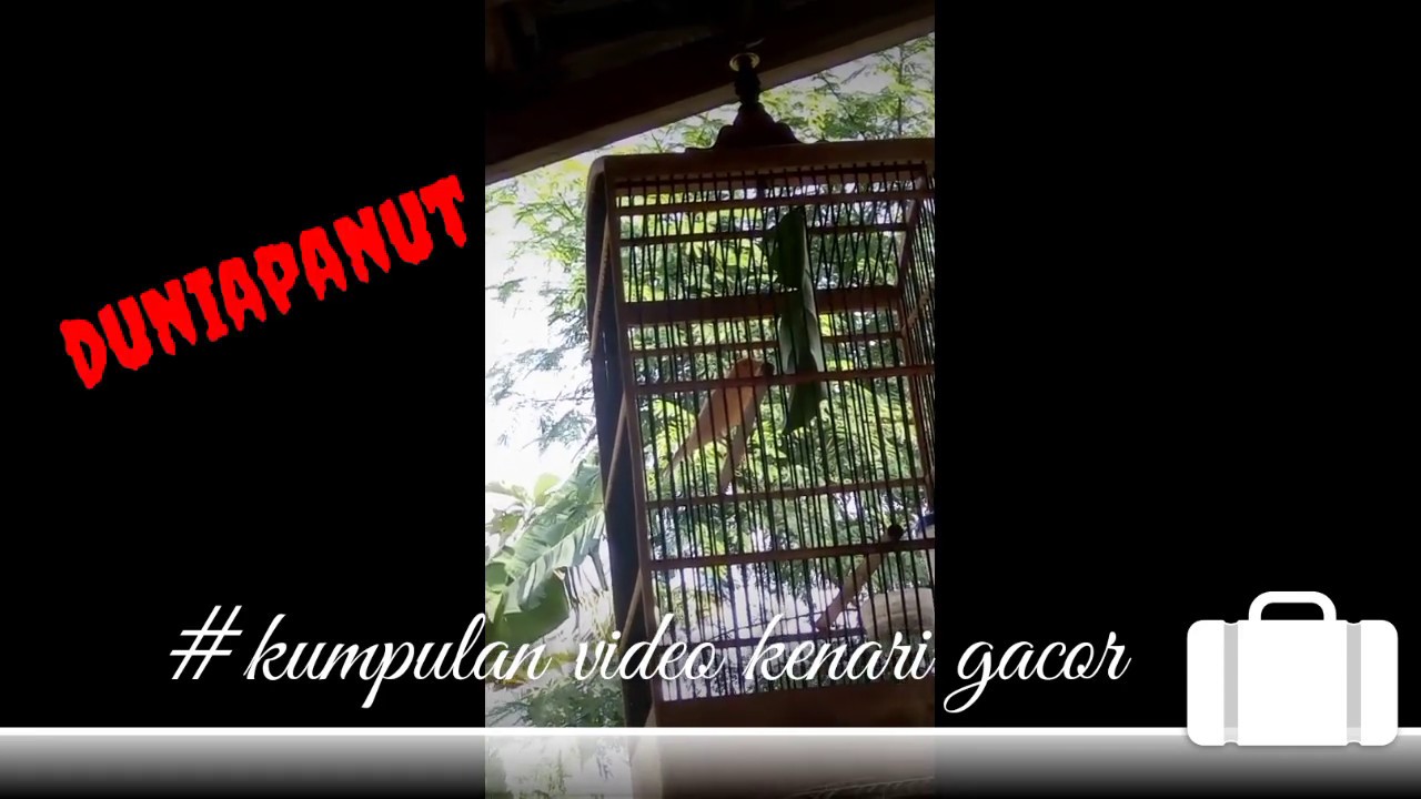 #kumpulan burung kenari gacor 