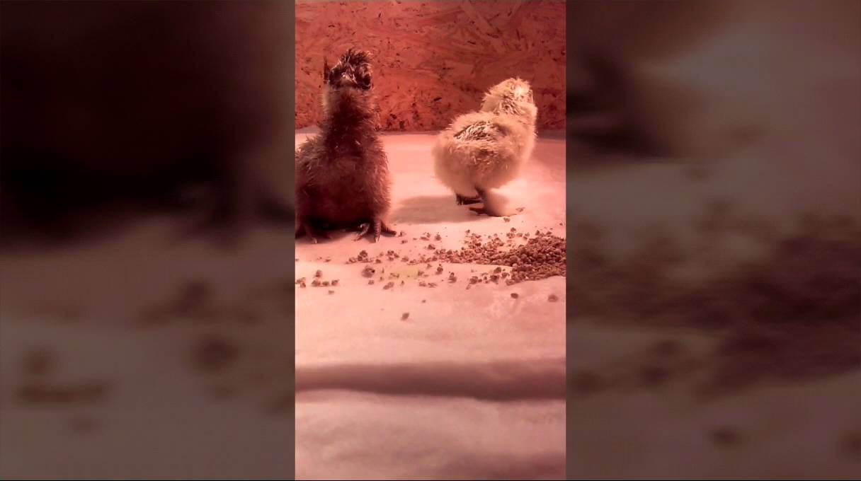 Вылуп цыплят а инкубаторе. Ура! Пищат! Что делать? - YouTube