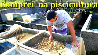 Comprando peixes na piscicultura.