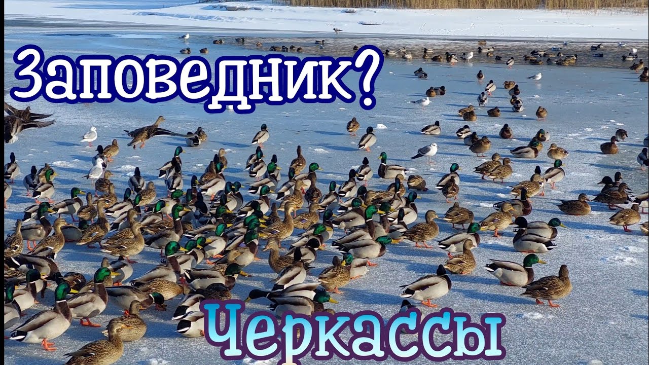 Утки,Чайки,Цапли зимой на берегу ДНЕПРА.2026.