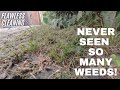 *INFESTED WITH WEEDS* - Satisfying Pressure Washing & Transformation!