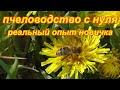 Пчеловодство с нуля, подведение итогов сезона. Без денежных вложений. Возможно ли это? Опыт новичка.