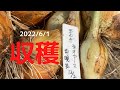 玉ねぎ収穫(ネオアース)【中晩生】【プランター栽培】【袋栽培】【ベランダ菜園】【2022/6/1】