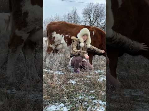 А вы знали? #деревня #село #хозяйство #природа #animal #cow #коровы