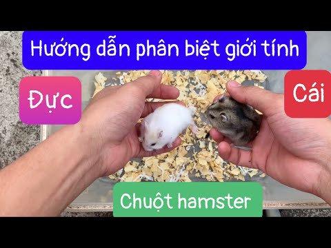 Video: Làm thế nào để giữ một con chuột Hà Lan (có hình ảnh)