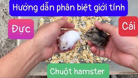 Cách nhận biết chuột lang đực và cái