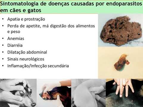 Vídeo: Pesquisa Nacional Francesa De Proprietários De Cães E Gatos Sobre O Comportamento De Desparasitação E O Estilo De Vida De Animais De Estimação Associados Ao Risco De Endoparasitas