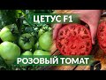 ЦЕТУС F1 - ВЫСОКИЙ УРОЖАЙ И ЛУЧШАЯ ТРАНСПОРТАБЕЛЬНОСТЬ!