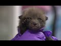 Poconos animal shelter caring for about 50 animals as baby season ramps up