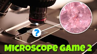 MICROSCOPE GUESSING GAME 2 - can you guess what it is? Net Worth