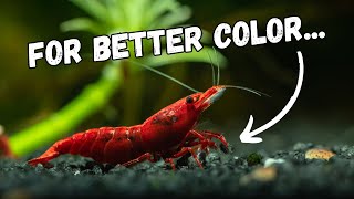 Bringing Out the Best: Enhancing Red Cherry Shrimp Colors Naturally