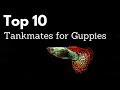 Top 10 Tankmates for Guppies (Poecilia reticulata, Million Fish)