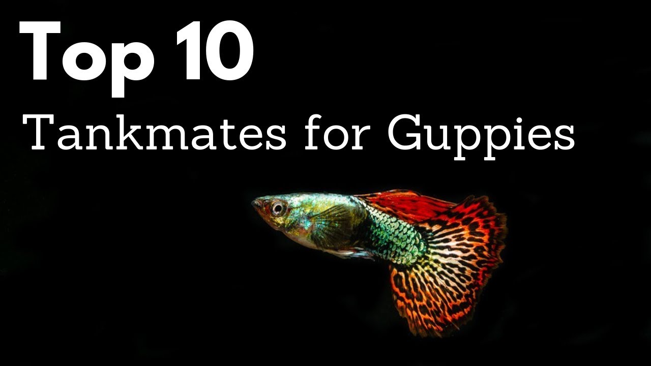 Top 10 Tankmates For Guppies (Poecilia Reticulata, Million Fish)