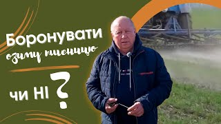 Боронувати пшеницю чи ні?