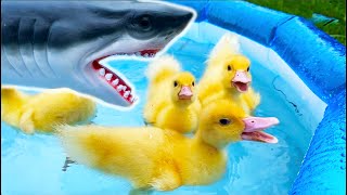 Shark among funny ducklings, ducks by Funny Ducklings 2,910 views 2 weeks ago 2 minutes, 20 seconds