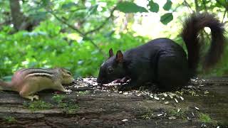 10 Hour CAT TV  Dinner Date in the Forest with Black Squirrels and Chipmunks  Sept 06, 2023