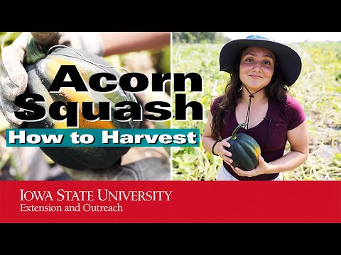 Video: Harvesting Acorn Squash: How And When To Harvest Acorn Squash