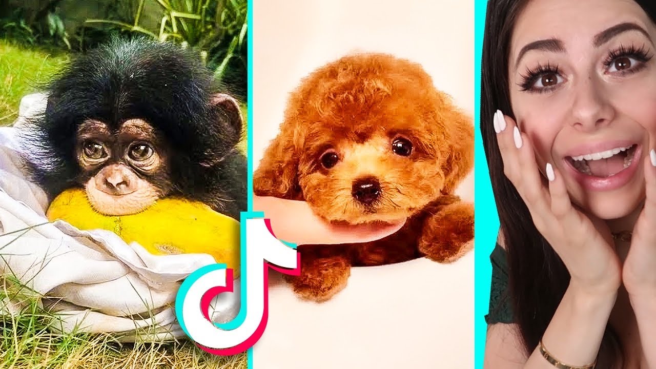 The CUTEST TIKTOK Compilation Ever ! YouTube