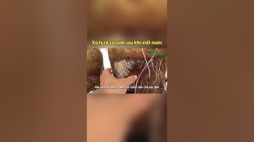 Xử lý rễ co cụm sau khi xiết nước-FUNOFARM