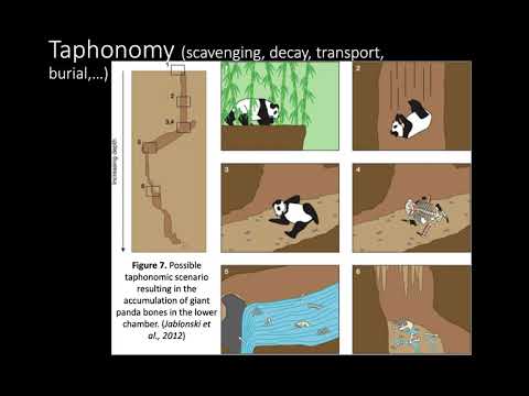 Biomineralization and Taphonomy Part II: taphonomy and preservation biases