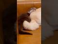 豆柴が大好きなカワウソきなこ❤️