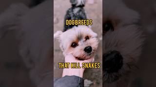 Summary of The Top 12 Dog Breeds That  Kill Snakes #dog #animals #top #shorts